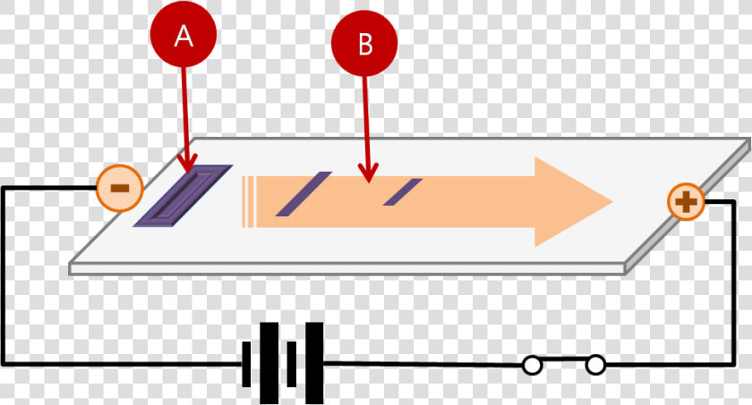 Gel Electrophoresis Procedure   Migration Of Dna In Gel Electrophoresis  HD Png DownloadTransparent PNG