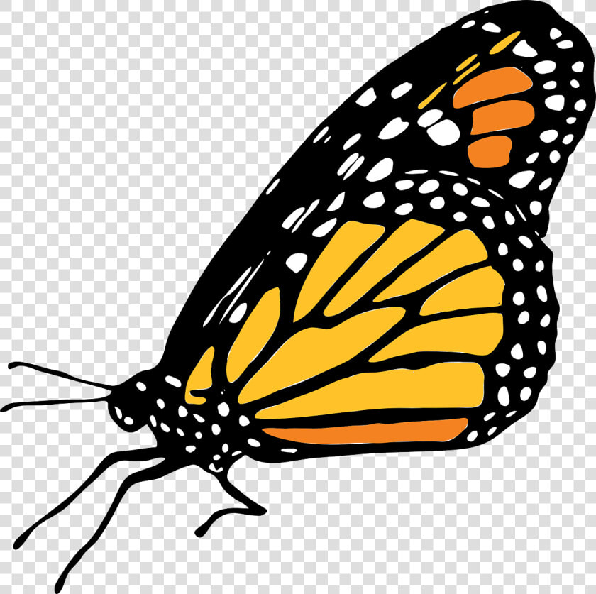 Transparent Mariposas Vector Png   Mariposa Monarca Dibujo Png  Png DownloadTransparent PNG