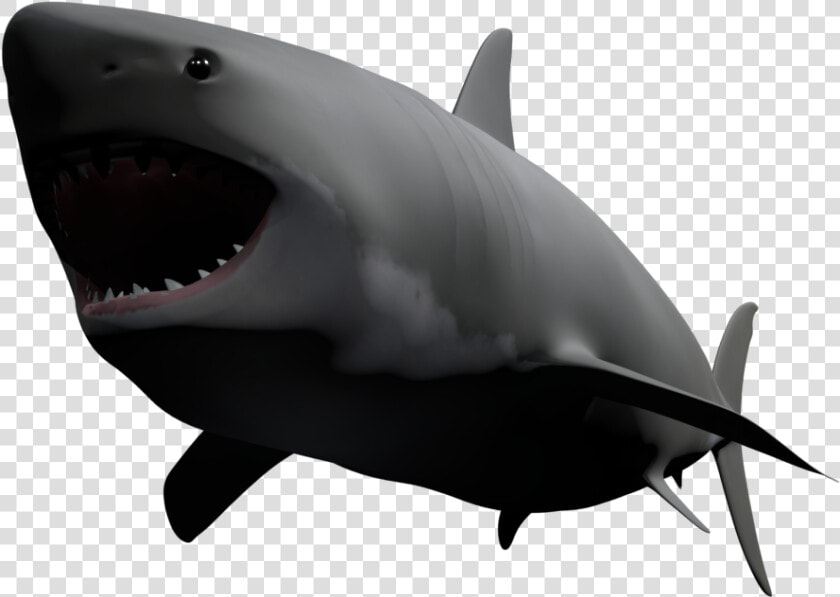 Great White Shark   Png Download   Great White Shark  Transparent PngTransparent PNG