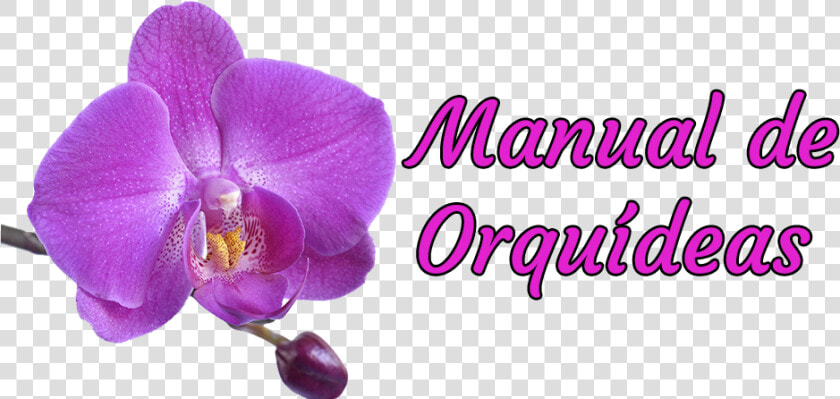 Manual De Orquídeas   St Louis Cardinals Blue  HD Png DownloadTransparent PNG