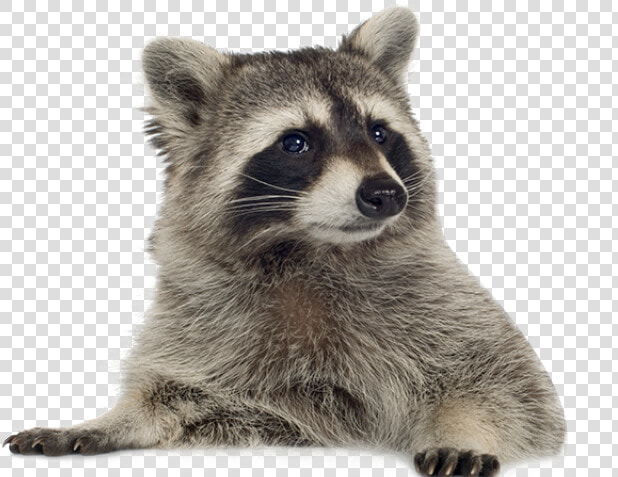 Raccoon Png Transparent Images   Transparent Background Raccoon Png  Png DownloadTransparent PNG