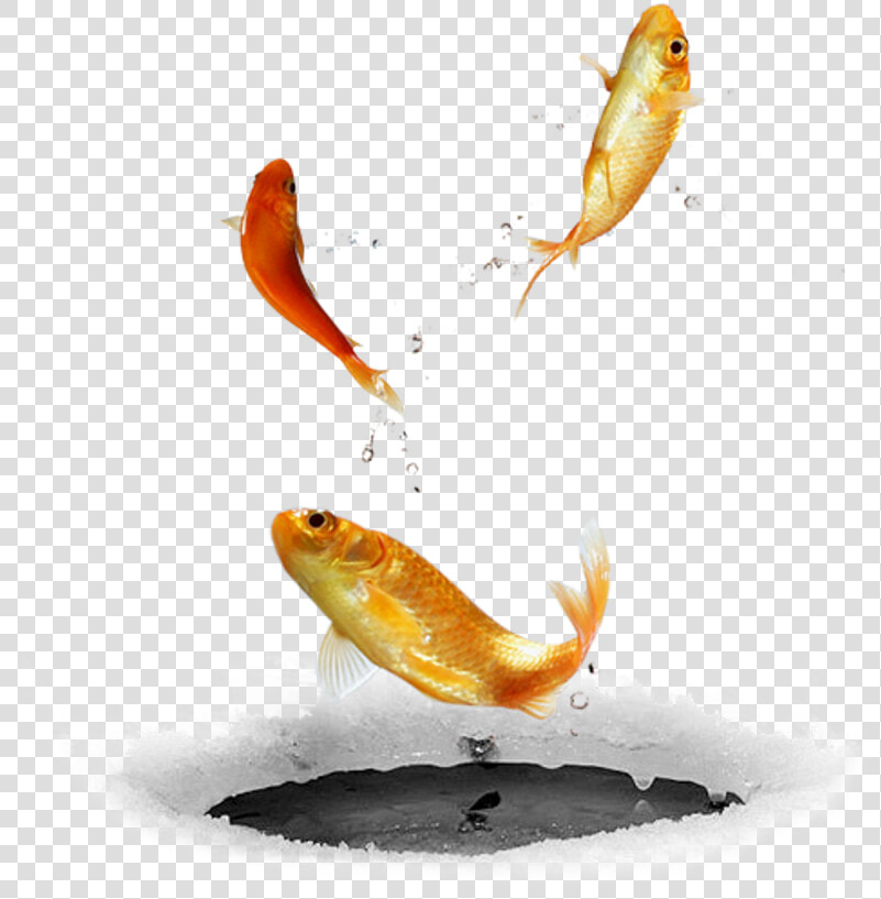  ftestickers  fish fishes  goldfish  jumping  freetoedit   Bird Diving In Water  HD Png DownloadTransparent PNG