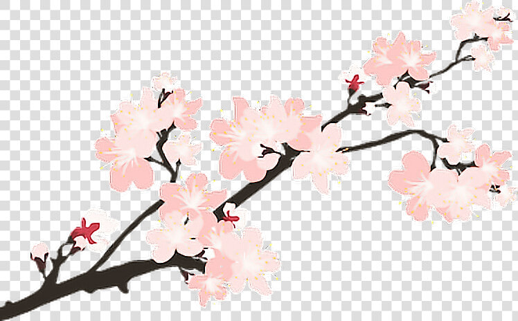  sakura  japan  sticker  remixit   Japanese Cherry Blossom Transparent  HD Png DownloadTransparent PNG