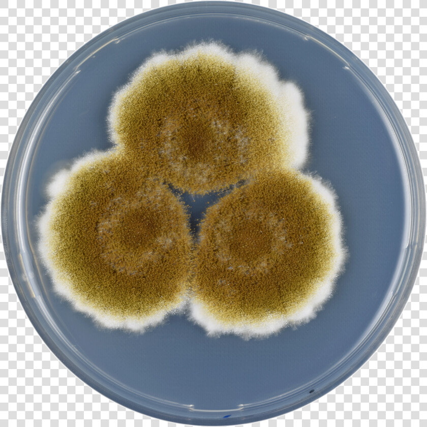 Aspergillus Tamarii Cya   Aspergillus Tamarii  HD Png DownloadTransparent PNG