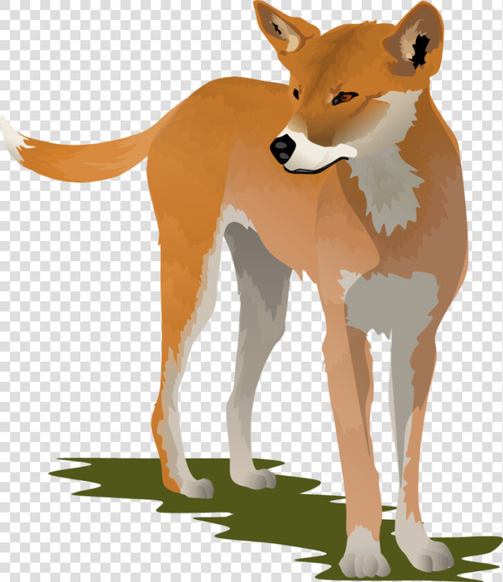 Coyote Clipart Dingo   Dingo Clipart  HD Png DownloadTransparent PNG