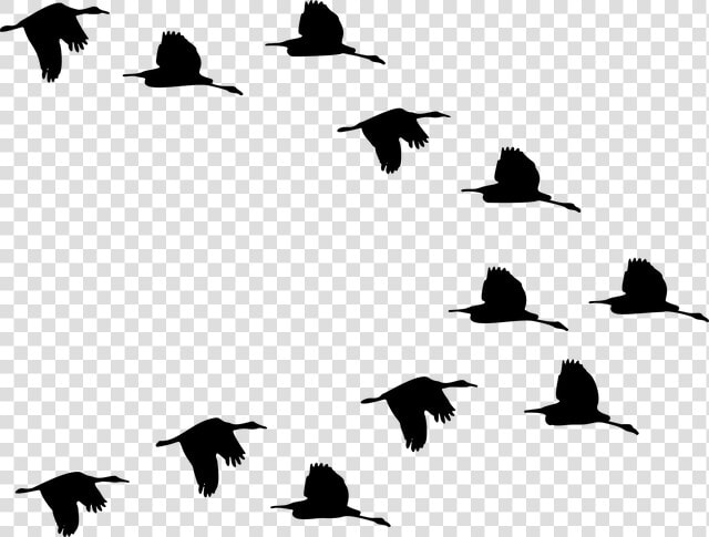 Flock  Ducks  Birds  Animals  Flying  Silhouette  Svg   Flock Of Birds Clipart  HD Png DownloadTransparent PNG