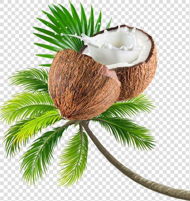 Coconut Tree Transparent Image   Beach Coconut Tree Png  Png DownloadTransparent PNG