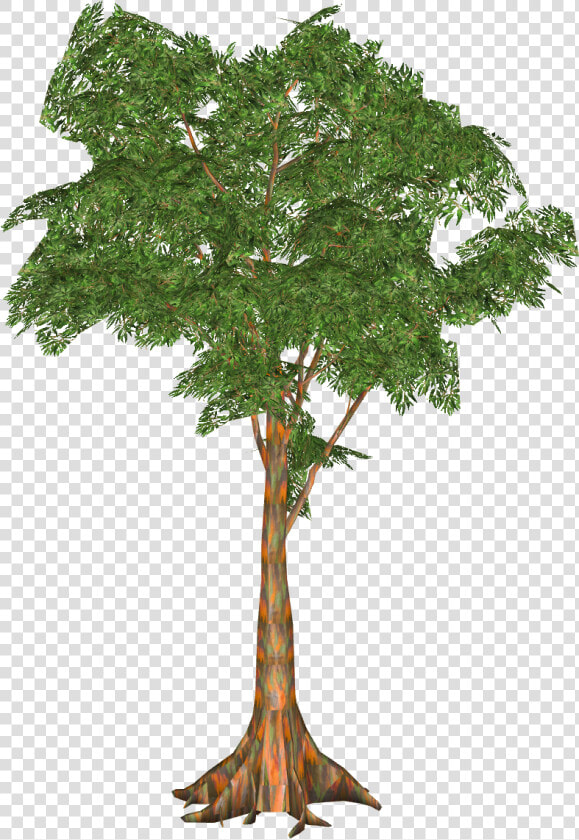 Rainbow Eucalyptus   Gambel Oak  HD Png DownloadTransparent PNG