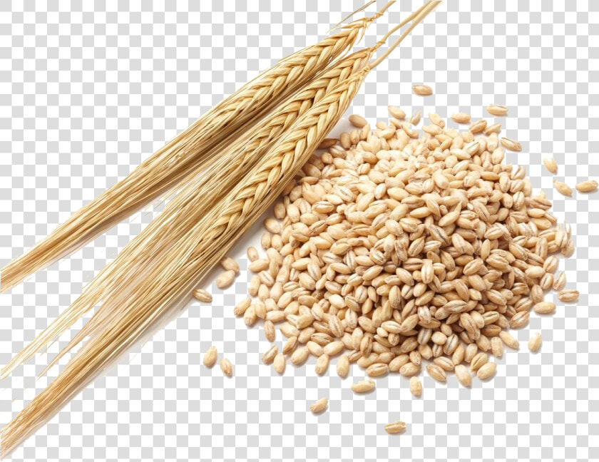 Barley Grain Png Clipart   Barley Seeds  Transparent PngTransparent PNG