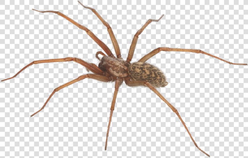 The Category Of Dangerous Spiders Is Predominantly   Santa Clarita Spider  HD Png DownloadTransparent PNG