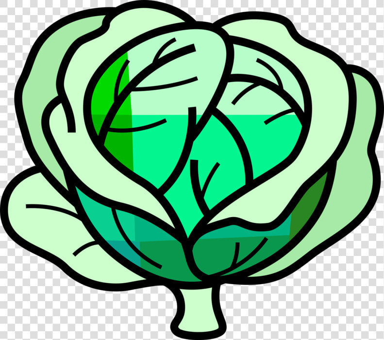 Vector Illustration Of Leafy Green Cabbage Edible Vegetable  HD Png DownloadTransparent PNG