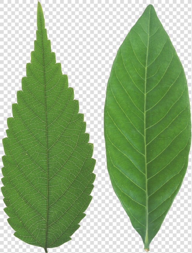 Green Leaf Png   Transparent Background Leaf Texture Png  Png DownloadTransparent PNG