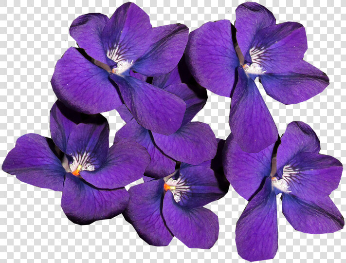 Violets  Flowers  Winter Blooms  Perfume  Fragrant   Фиалки Пнг  HD Png DownloadTransparent PNG