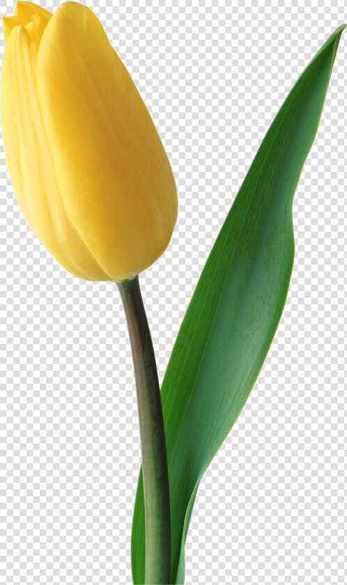 Tulips Are Red   Yellow Tulips Flower Png  Transparent PngTransparent PNG