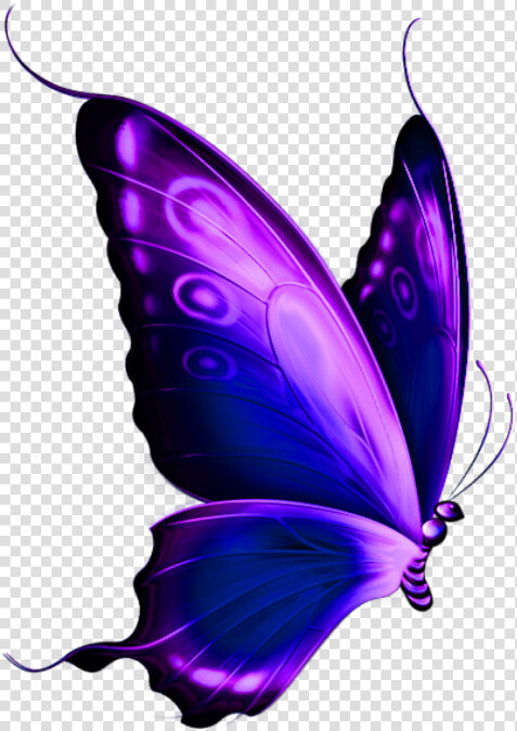 Borboleta Roxa E Preta 5   Transparent Background Butterfly Png  Png DownloadTransparent PNG