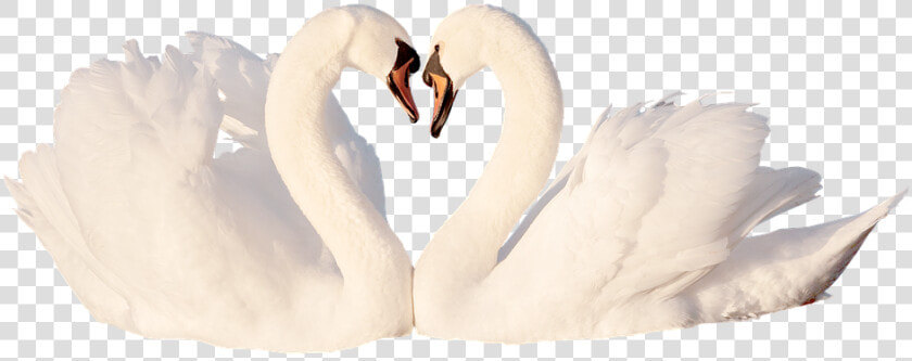 Swan  Love  Bird  White  Feather  Romantic  Swans    Tundra Swan  HD Png DownloadTransparent PNG