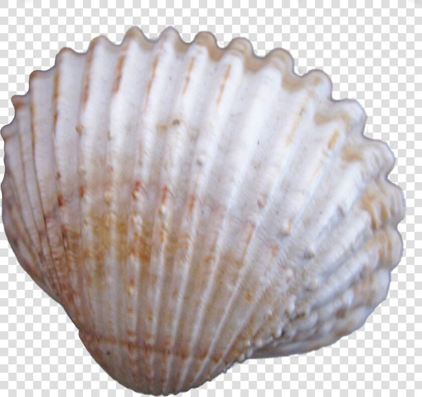 Creative Seashells Png Download  Transparent PngTransparent PNG