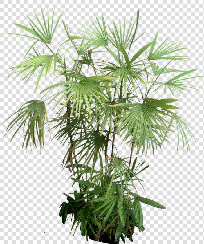 Rhapis Excelsa Png  Transparent PngTransparent PNG