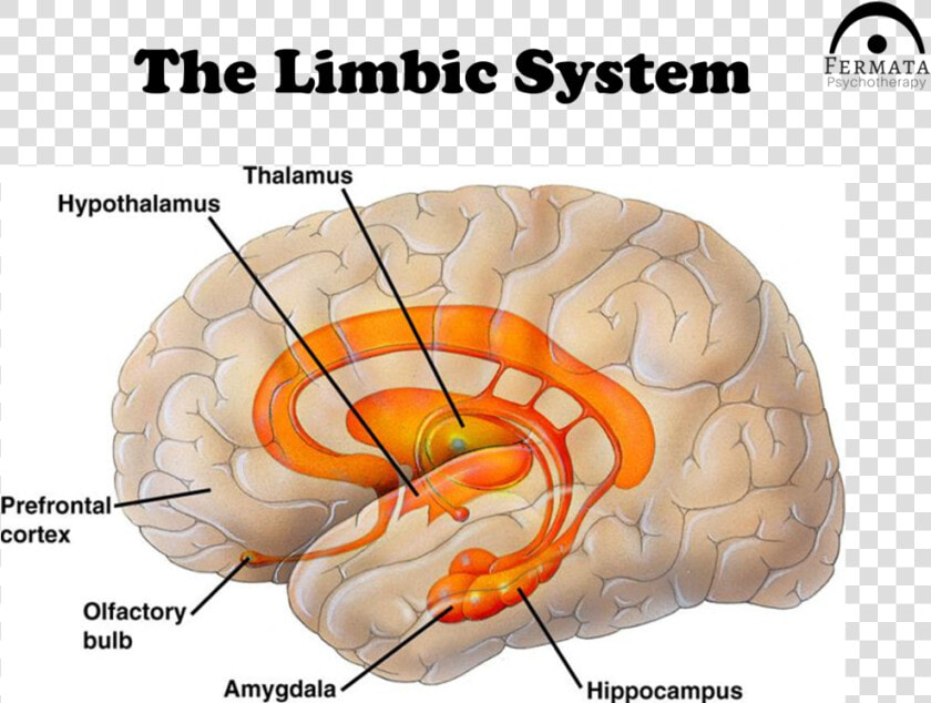 Trauma Ppt Slide 8   Prefrontal Cortex Amygdala Hippocampus Hypothalamus  HD Png DownloadTransparent PNG