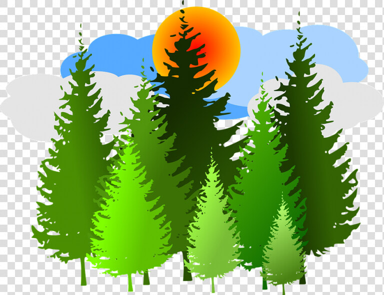 Forest Clipart Free Spruce Forest Conifer Free Vector   Pine Forest Clip Art  HD Png DownloadTransparent PNG