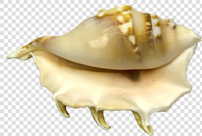 Conch  HD Png DownloadTransparent PNG