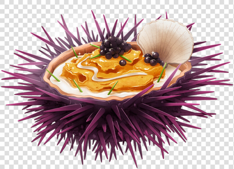 Sea Urchin   Honeybee  HD Png DownloadTransparent PNG