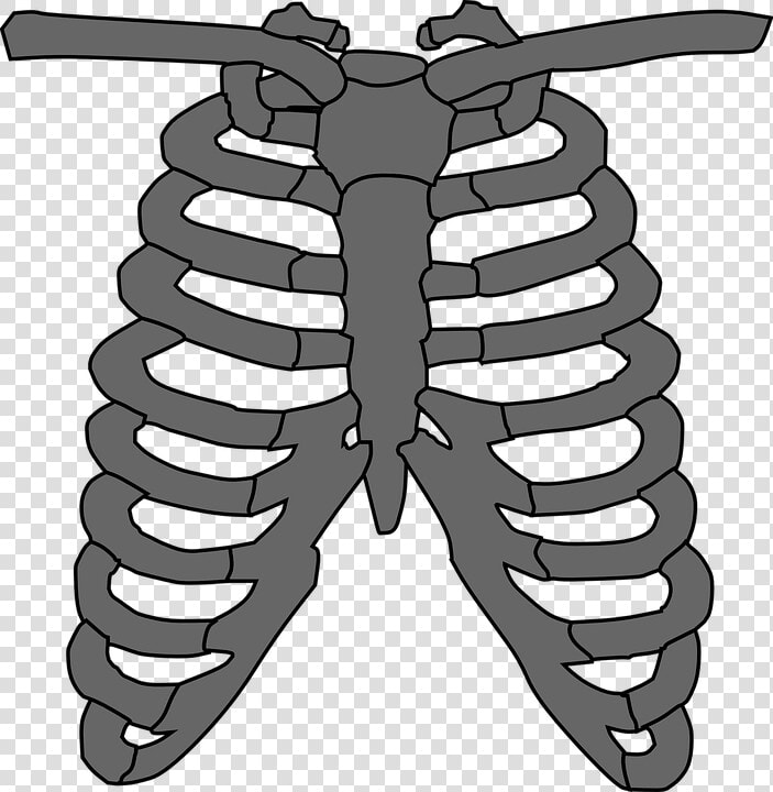 Rib Cage  Skeleton  Gray  Human  Anatomy  Bones   Place To Listen Heart  HD Png DownloadTransparent PNG