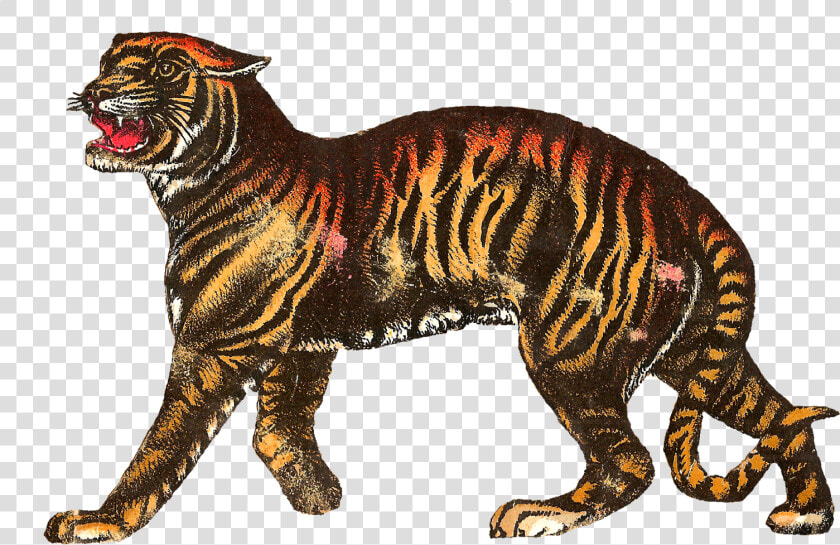 Tigre Png  Transparent PngTransparent PNG