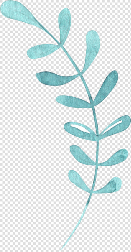 Chlorophyta  HD Png DownloadTransparent PNG