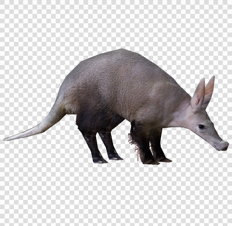 Transparent Aardvark Clipart   Zt2 Aardvark  HD Png DownloadTransparent PNG