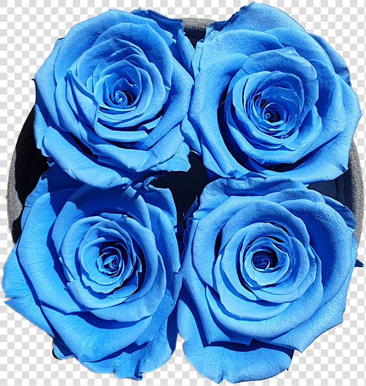 Four Blue Forever Roses Class Lazyload Lazyload Fade   Floribunda  HD Png DownloadTransparent PNG