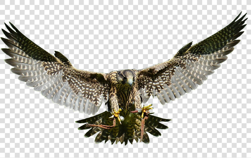 Swooping Falcon Transparent Png Image   Falcon Png  Png DownloadTransparent PNG