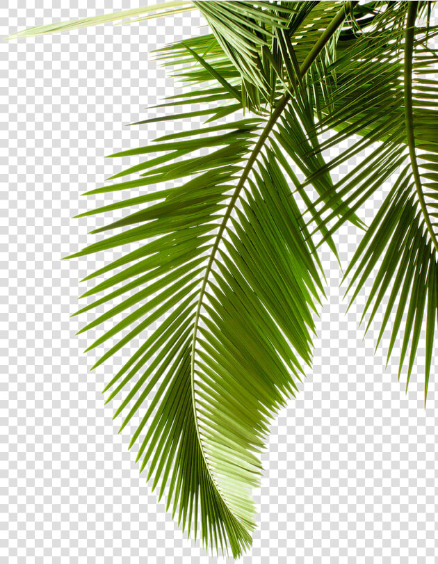 Leaf Pattern Tree Arecaceae Paper Palm Branch Clipart   Transparent Background Palm Tree Leaves Png  Png DownloadTransparent PNG