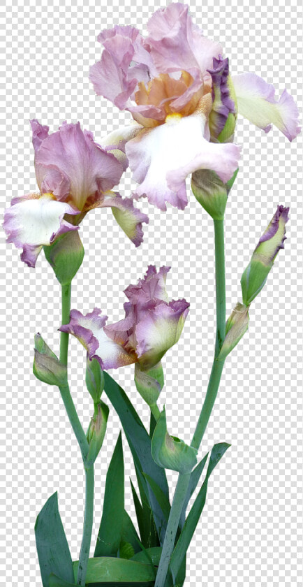 Iris Plant Mauve Free Photo   Pink Iris Flower Png  Transparent PngTransparent PNG