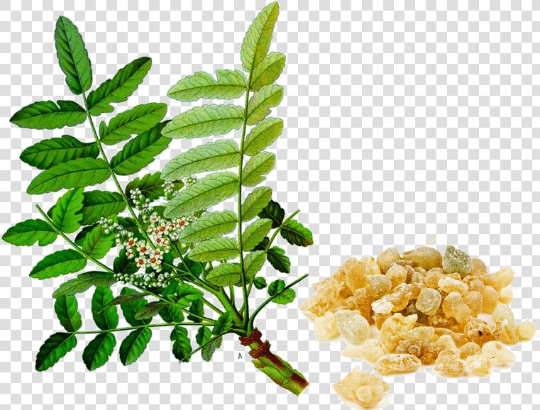 Boswellia Serrata  HD Png DownloadTransparent PNG