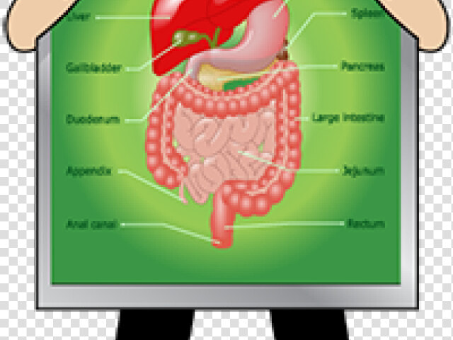 Digestive System Clipart   Dolore Destra Addome Dopo Mangiato  HD Png DownloadTransparent PNG