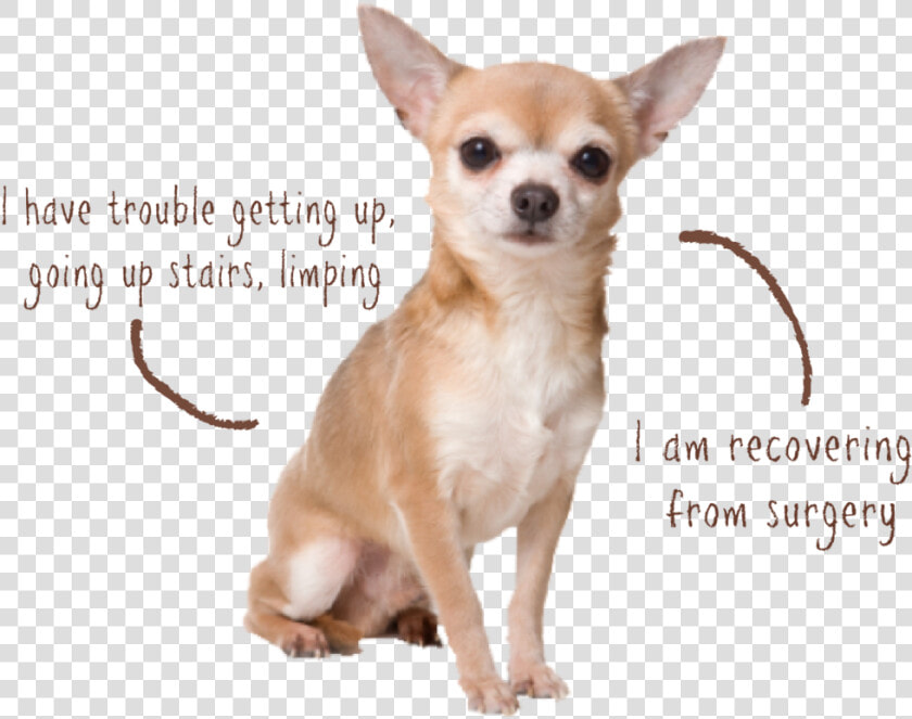 Littles Joint   Asthma Hound Chihuahua  HD Png DownloadTransparent PNG