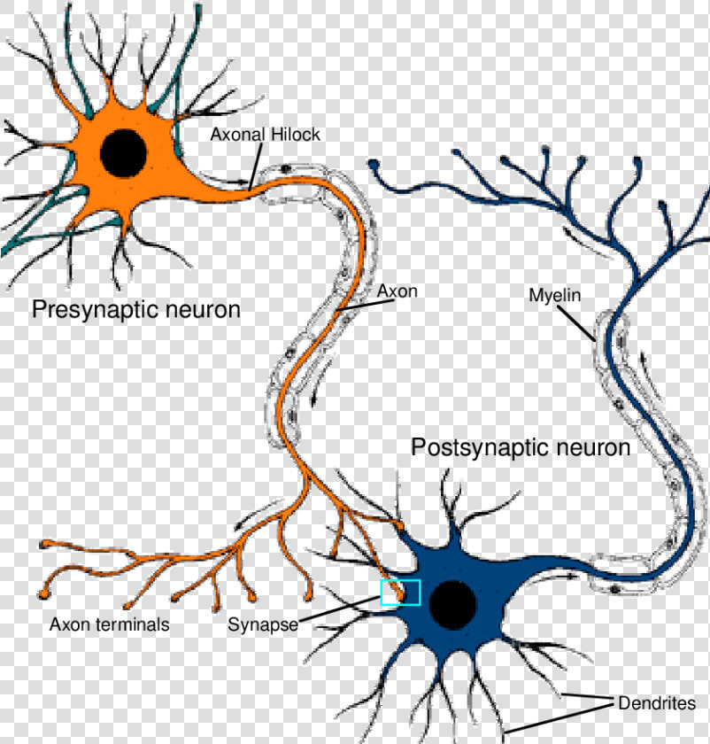 Transparent Connected Png   Neurons Connected To Each Other  Png DownloadTransparent PNG