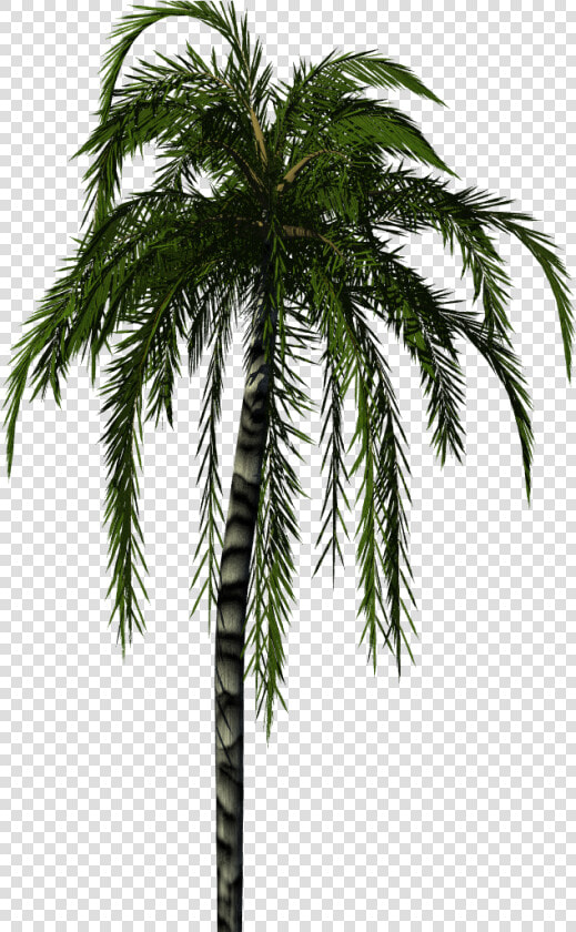 Clip Art Palm Tree Texture   Palm Tree Render Png  Transparent PngTransparent PNG