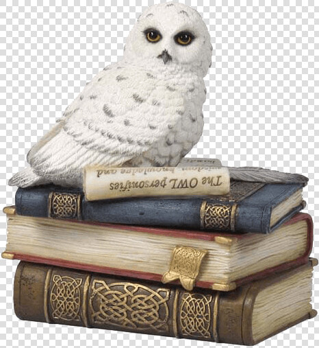 Snow Owl On Books Trinket Box   Snowy Owl  HD Png DownloadTransparent PNG