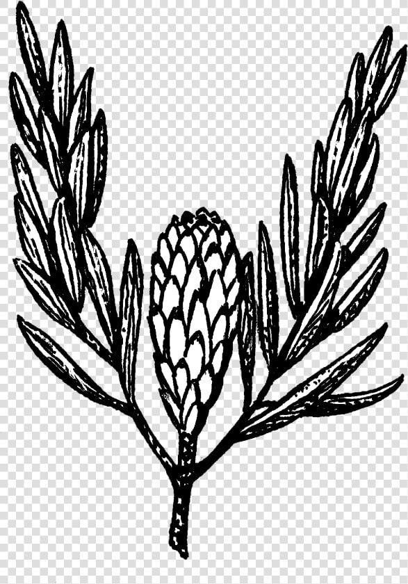 Protea   Illustration  HD Png DownloadTransparent PNG