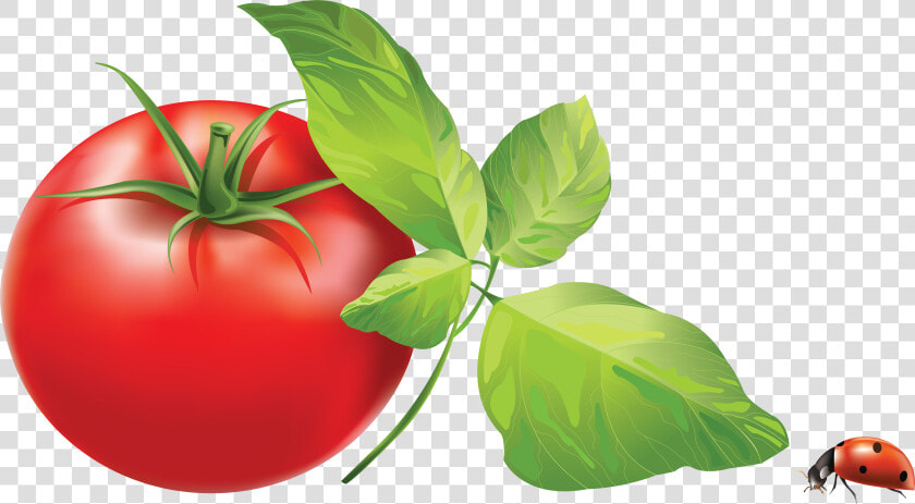 Tomato Png   Tomato Leaves Clip Art  Transparent PngTransparent PNG