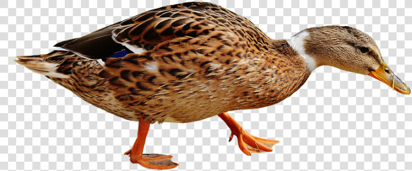 Duck Free Png Images Transparent Backgrounds Duck 2648033   Gambar Bebek Png  Png DownloadTransparent PNG