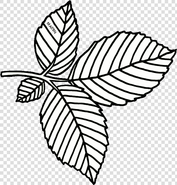 United States Clip Art By Phillip Martin  Massachusetts   American Elm Leaf Drawing  HD Png DownloadTransparent PNG