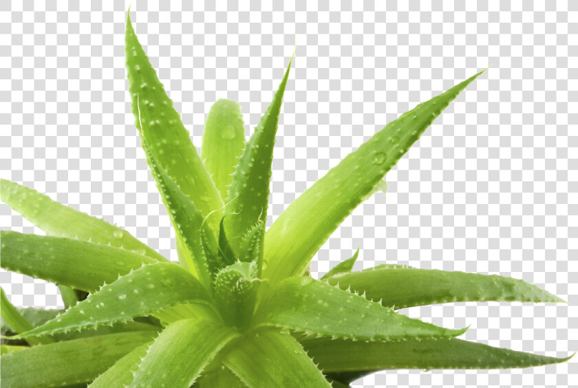 Aloe Transparent Background   Transparent Background Aloe Vera Png  Png DownloadTransparent PNG