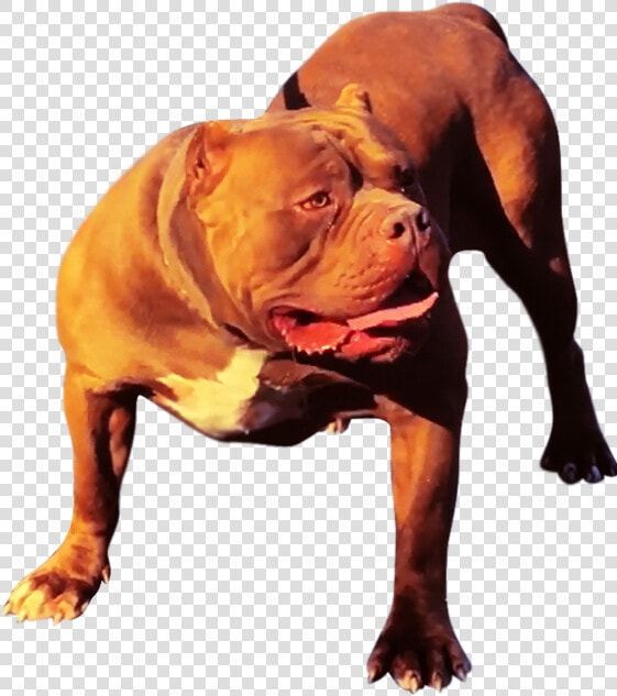 Xxl Pitbull Kennels   Dog Yawns  HD Png DownloadTransparent PNG