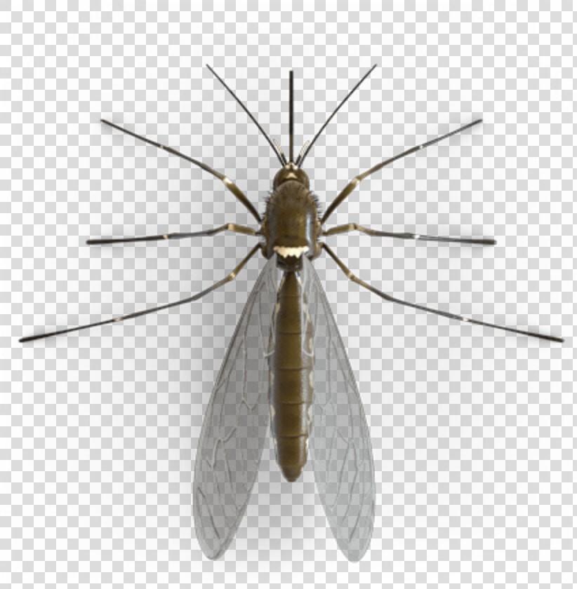  bug  wings  mosquito  freetoedit   Net winged Insects  HD Png DownloadTransparent PNG