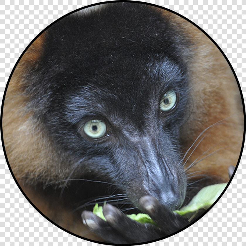 Cat Grabs Treat  HD Png DownloadTransparent PNG