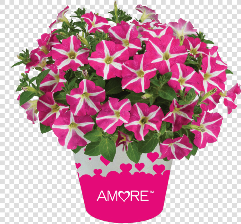 Ageratum  Aguilera Purple   Petunia Amore Pink Heart  HD Png DownloadTransparent PNG