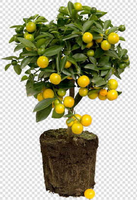 Lemon Tree   Citrus Limon Png  Transparent PngTransparent PNG